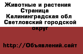  Животные и растения - Страница 15 . Калининградская обл.,Светловский городской округ 